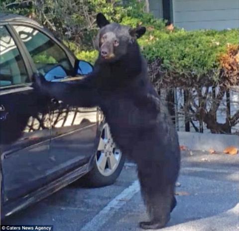 У США ведмідь сів в автомобіль і посигналив (ВІДЕО)