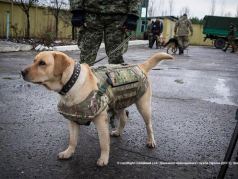 Службових собак одягли у бронежилети (ВІДЕО)