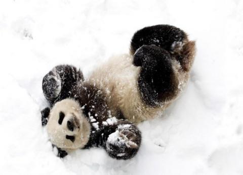 Панда зачарована снігом (ВІДЕО)
