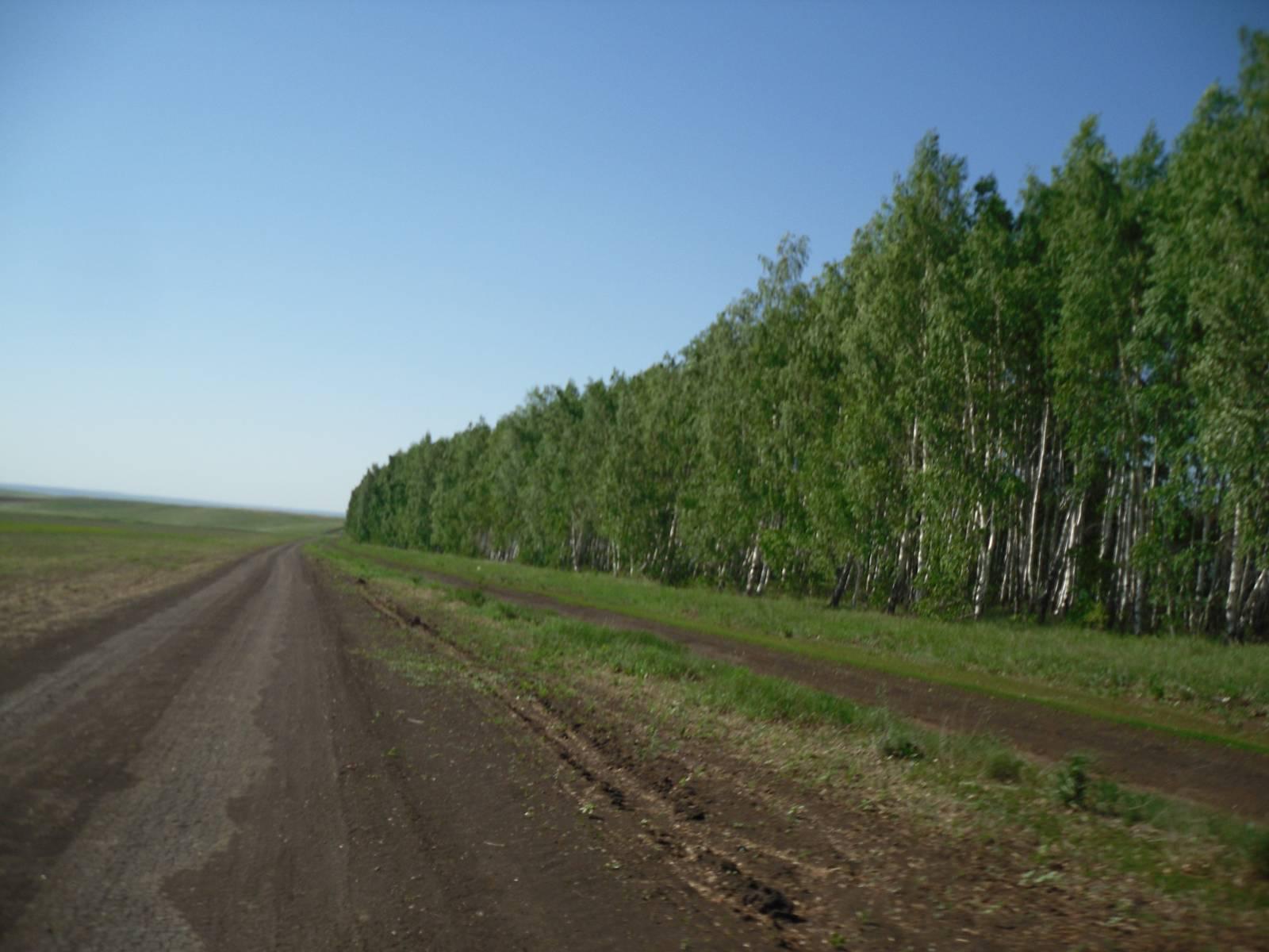 Лесополосы вдоль дорог. Лесополосы в Ростовской области. Лесные полосы. Защитные Лесные насаждения. Лесопосадки вдоль дорог.