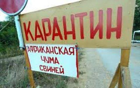 Випадки АЧС зафіксовано в Одеській і Кіровоградській областях Випадки АЧС зафіксовано в Одеській і Кіровоградській областях