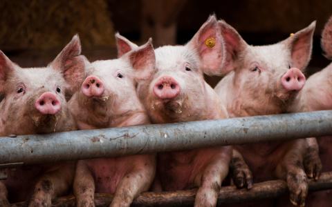 На Харківщині вперше зафіксували африканську чуму свиней