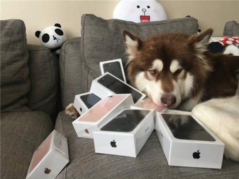 Син найбагатшого китайця придбав для свого пса відразу вісім iPhone 7 Син найбагатшого китайця придбав для свого пса відразу вісім iPhone 7