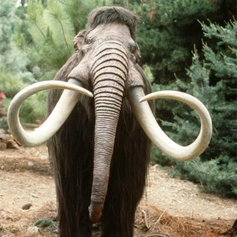 У Маріуполі знайшли останки слона