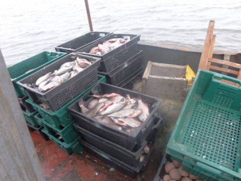 У зоні відчуження зловили рибалок з 200 кг риби