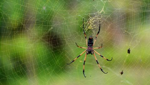 Павуки здатні знищити людство за рік, - вчені