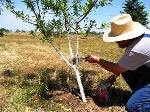 У Києві заборонили білити дерева і бордюри У Києві заборонили білити дерева і бордюри