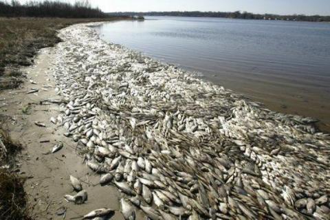 У Львівській області масово вмирає риба у водоймах (ФОТО)