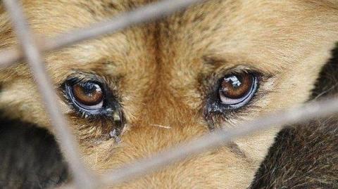 В Україні можуть ввести кримінальну відповідальність за знущання над тваринами В Україні можуть ввести кримінальну відповідальність за знущання над тваринами