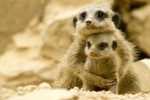 Чарівні фото з матусями та їх дітьми зі світу тварин, які не залишать вас байдужими (ФОТО)