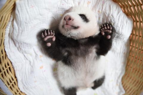 У Китаї показали маленьких панд, які нещодавно народилися (ВІДЕО)