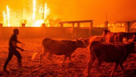 У Португалії та Іспанії зросла кількість жертв лісових пожеж