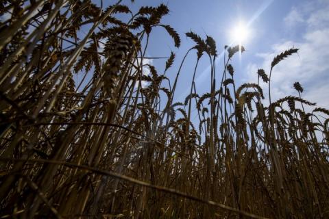 Україна вперше за п’ять років скоротила експорт зерна