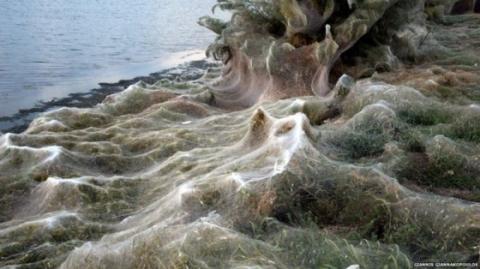 300-метрова павутина заполонила узбережжя у Греції