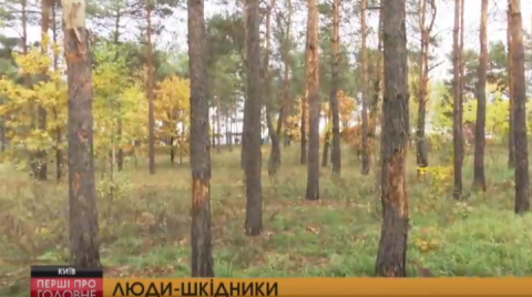 На Київщині невідомі знищили 400 дерев, заливши у стовбури отруту