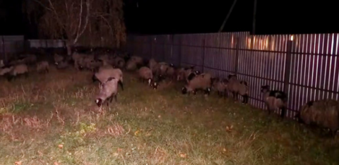 Фуру з вівцями розвантажили у Тульчині, із 300 тварин загинули 54