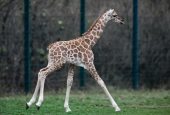 Маленьке чудо: У Берліні народилося рідкісне жирафеня