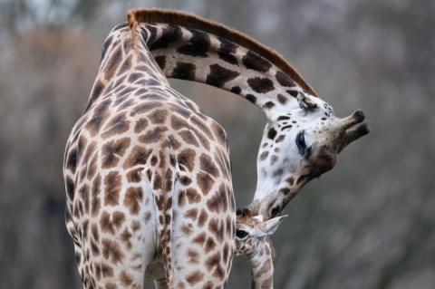 Маленьке чудо: У Берліні народилося рідкісне жирафеня