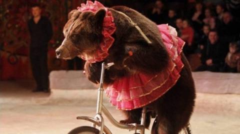 В Україні можуть заборонити експлуатацію диких тварин у цирках