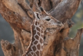 В Індії показали миле новонароджене жирафеня, яке весело бігає біля мами