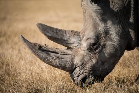 У США самка носорога поранила дитину, яка перелізла через паркан зоопарку