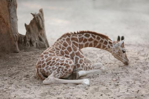 В Індії показали миле новонароджене жирафеня, яке весело бігає біля мами