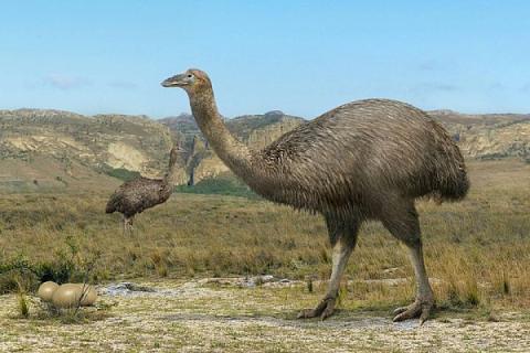 Три метри висотою та вагою до 400 кг: Вчені назвали найбільшого на планеті птаха