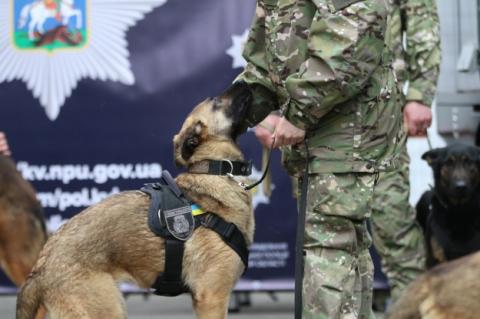 Нідерланди передали Україні 11 собак-саперів