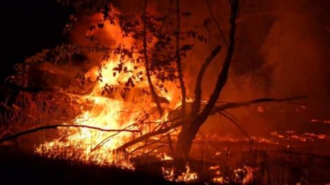 У Бранденбурзі спалахнула масштабна лісова пожежа на колишньому полігоні з боєприпасами