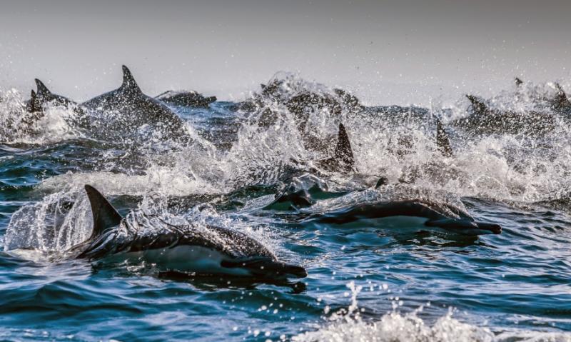 Кити та дельфіни ведуть «людське життя» завдяки великому мозку