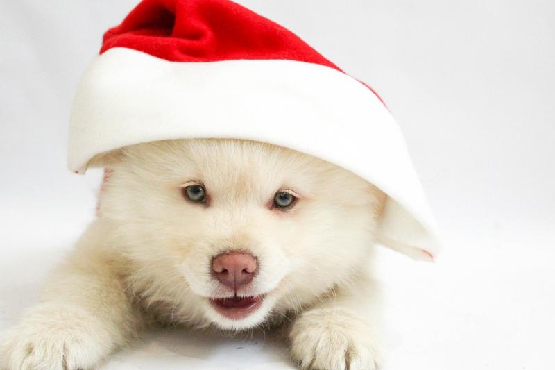 Східний гороскоп на 2018 рік Жовтого Земляного Собаки за роком народження