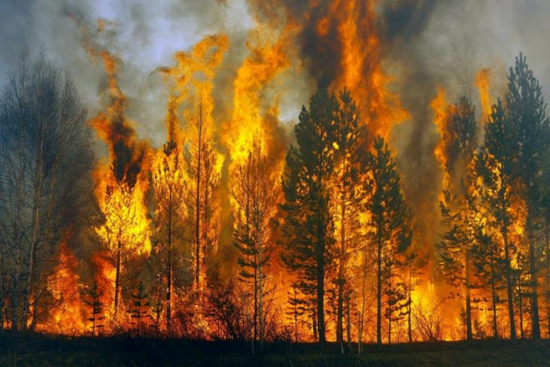 У Росії відкрили перші кримінальні справи через лісові пожежі в Сибіру