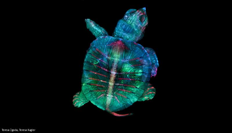 Дивовижні фото під мікроскопом: Від ембріона черепахи до личинки комара